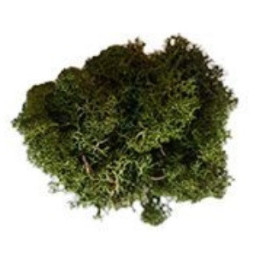 MUSGO NATURAL VERDE OSCURO (50gr) - KERANOVA 601050