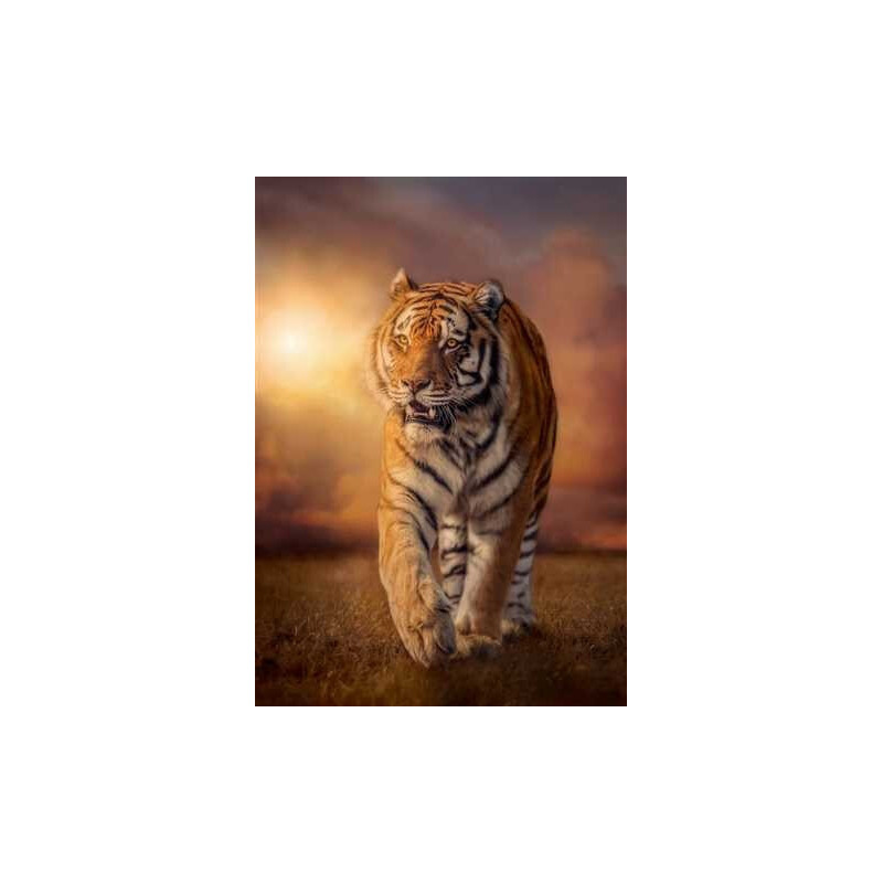 PUZZLE 1500 pzs TIGER - Clementoni 31806